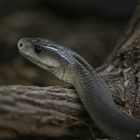 Black Mamba