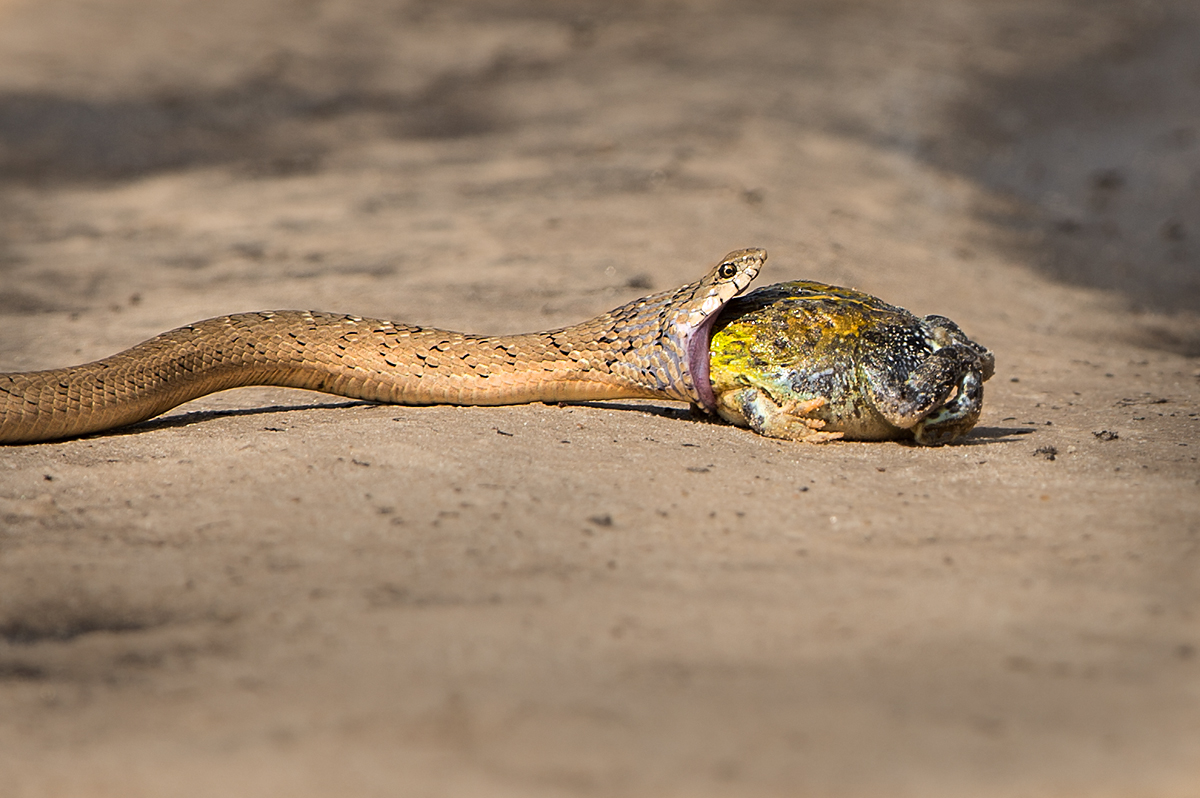 Black Mamba mit Beute