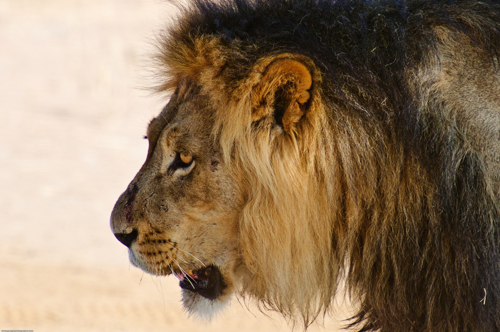 Black-maned Kalahari Lion