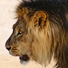 Black-maned Kalahari Lion