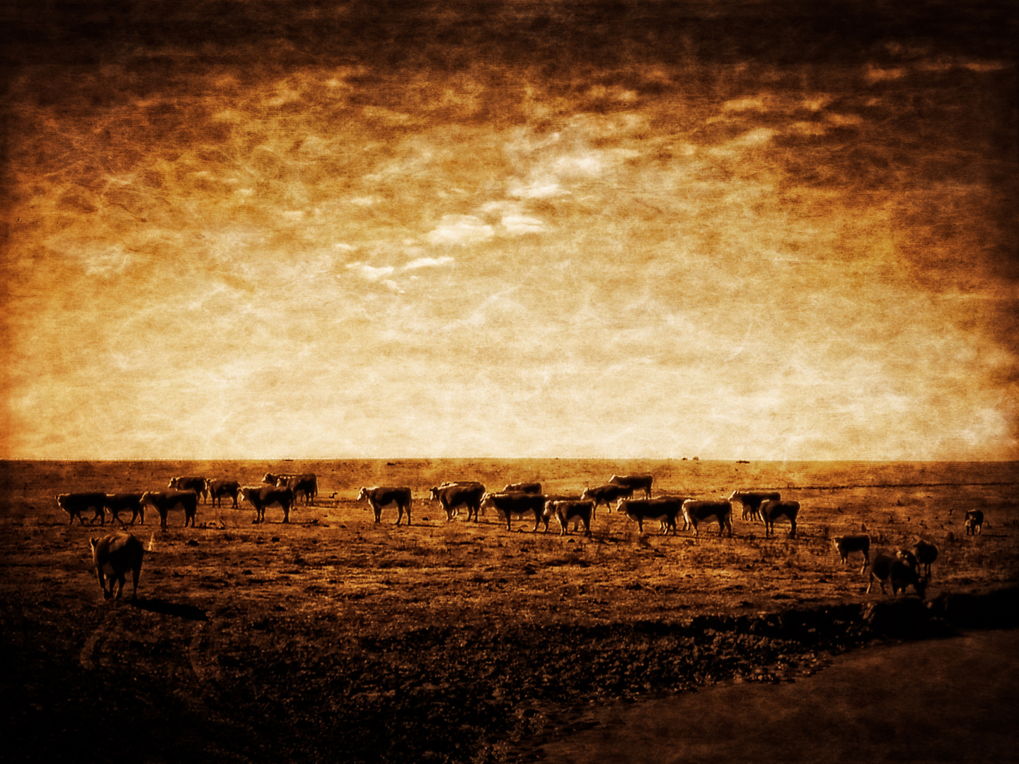 Black Mesa Open Range - Cattle 