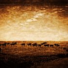 Black Mesa Open Range - Cattle 