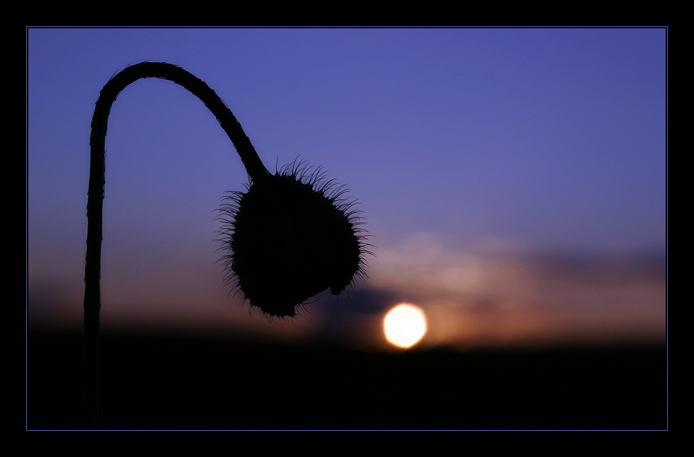 Black Mohn