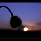 Black Mohn