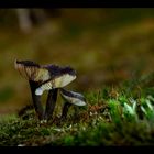 Black mushrooms