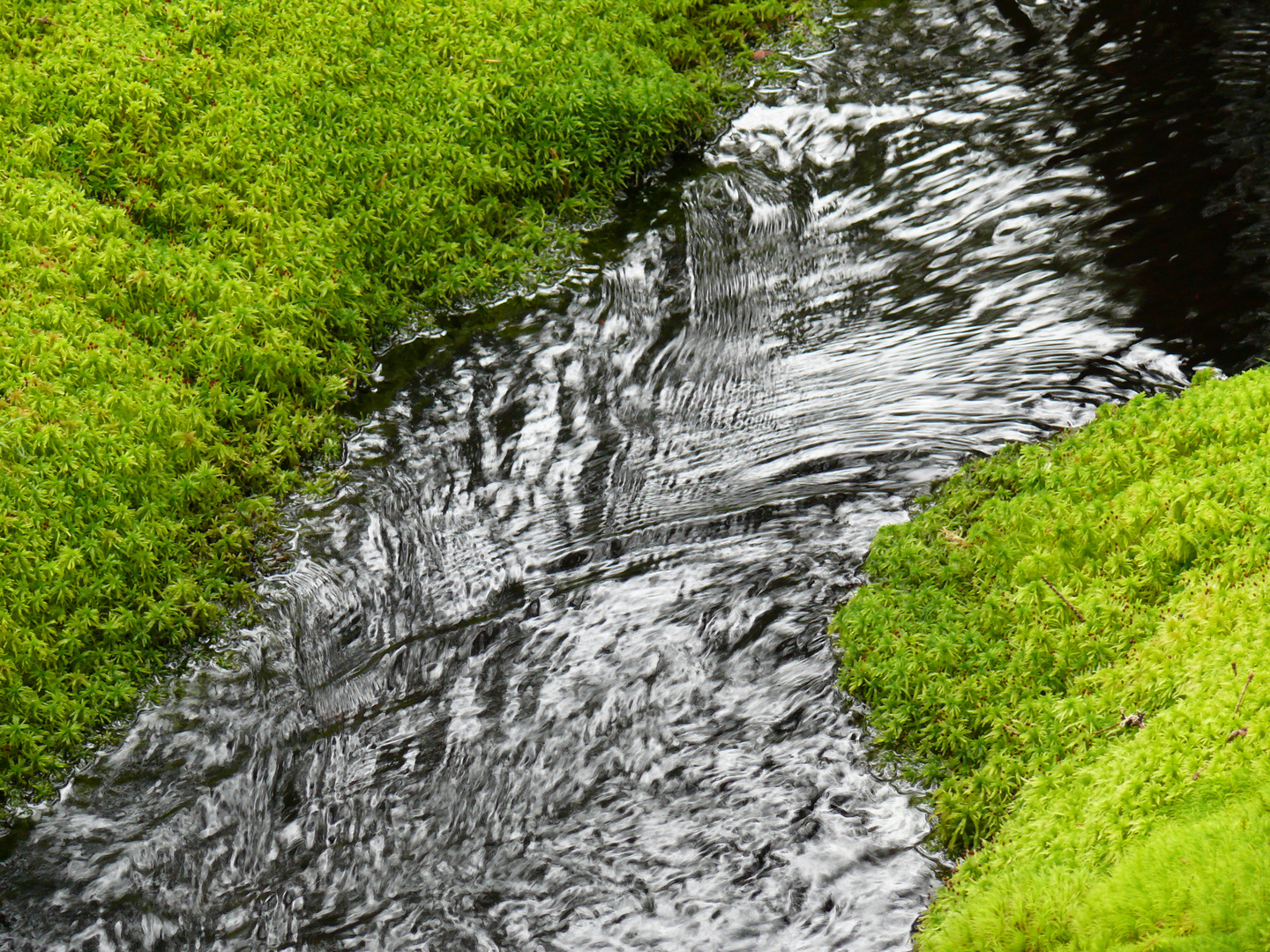 black ´n green