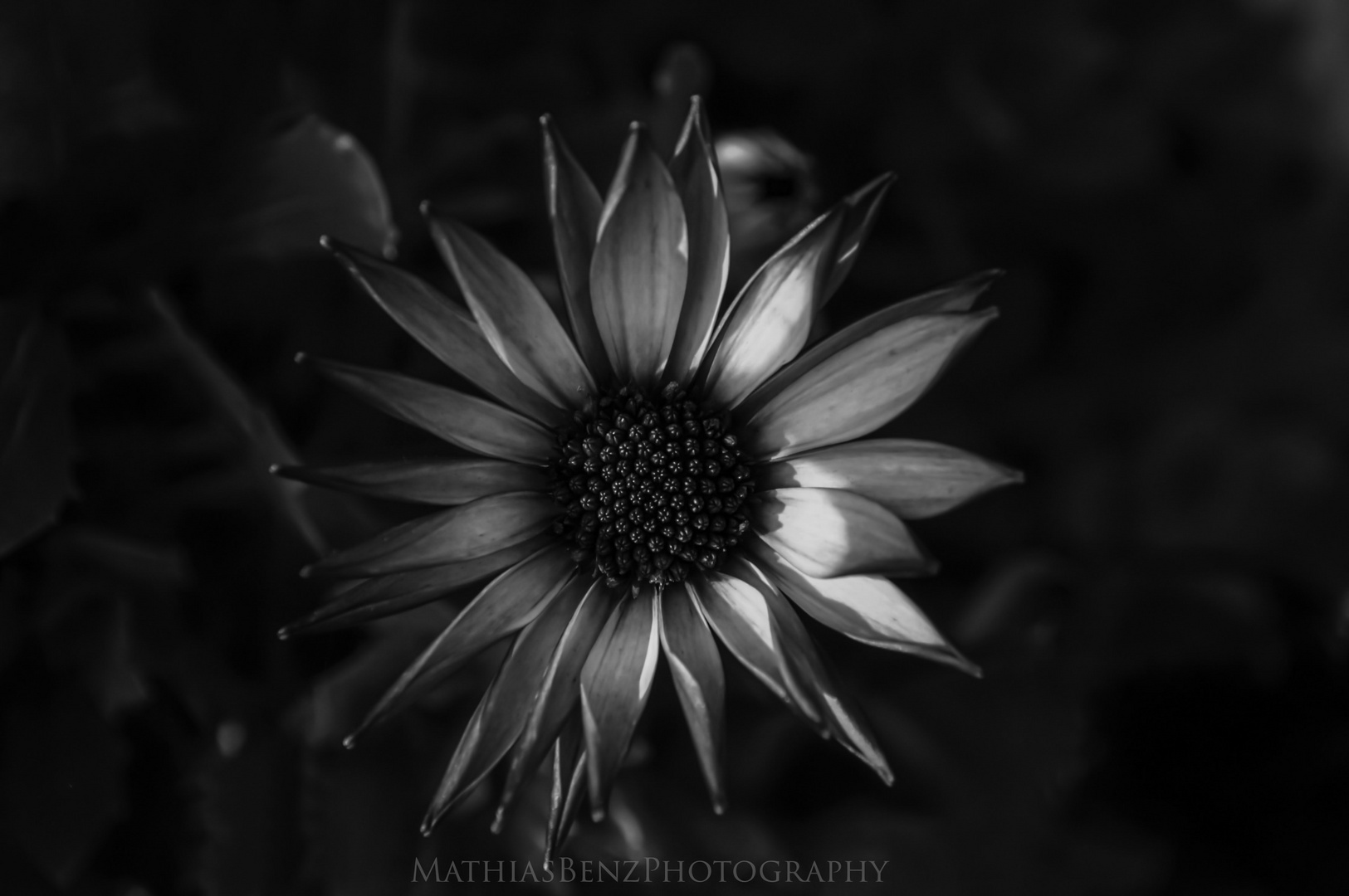 Black n white flower....