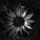 Black n white flower....