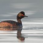 Black-necked grebe