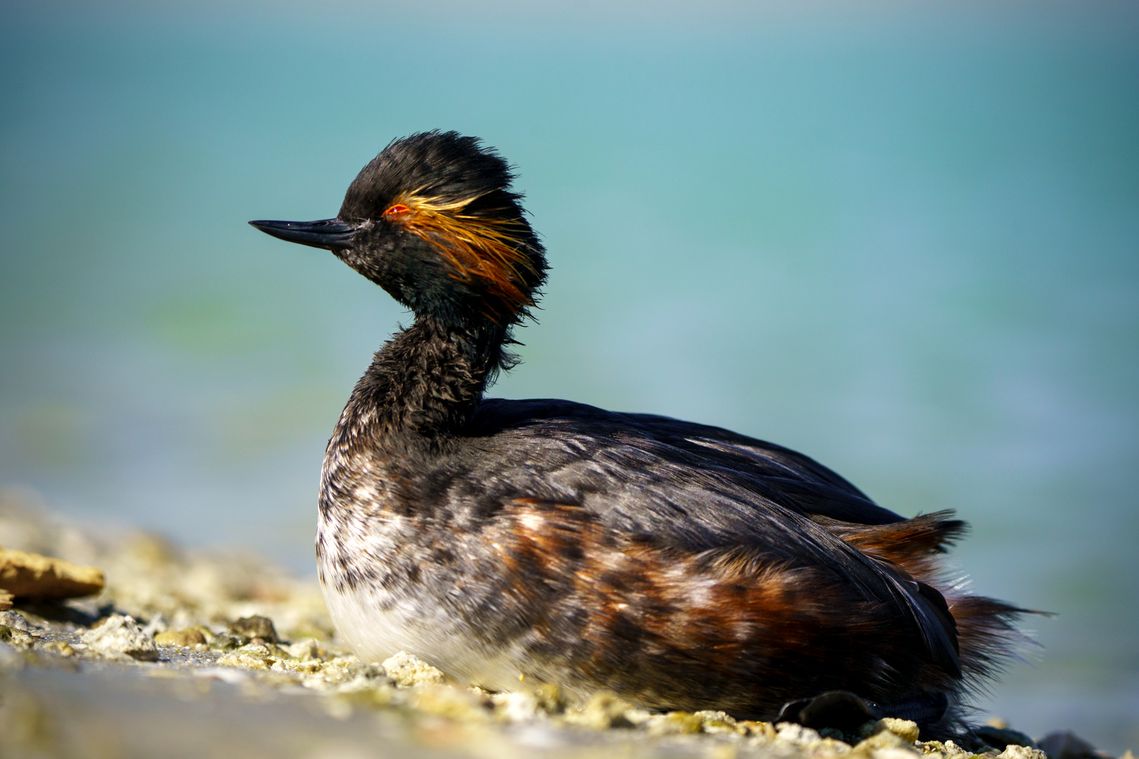 Black necked grebe