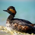 Black necked grebe