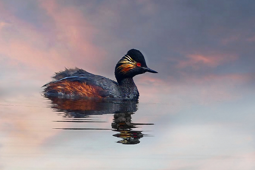 Black-necked grebe