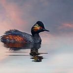 Black-necked grebe