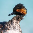 Black-necked grebe