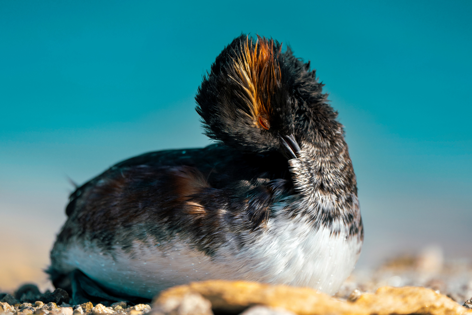 Black-necked grebe