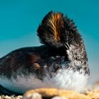 Black-necked grebe