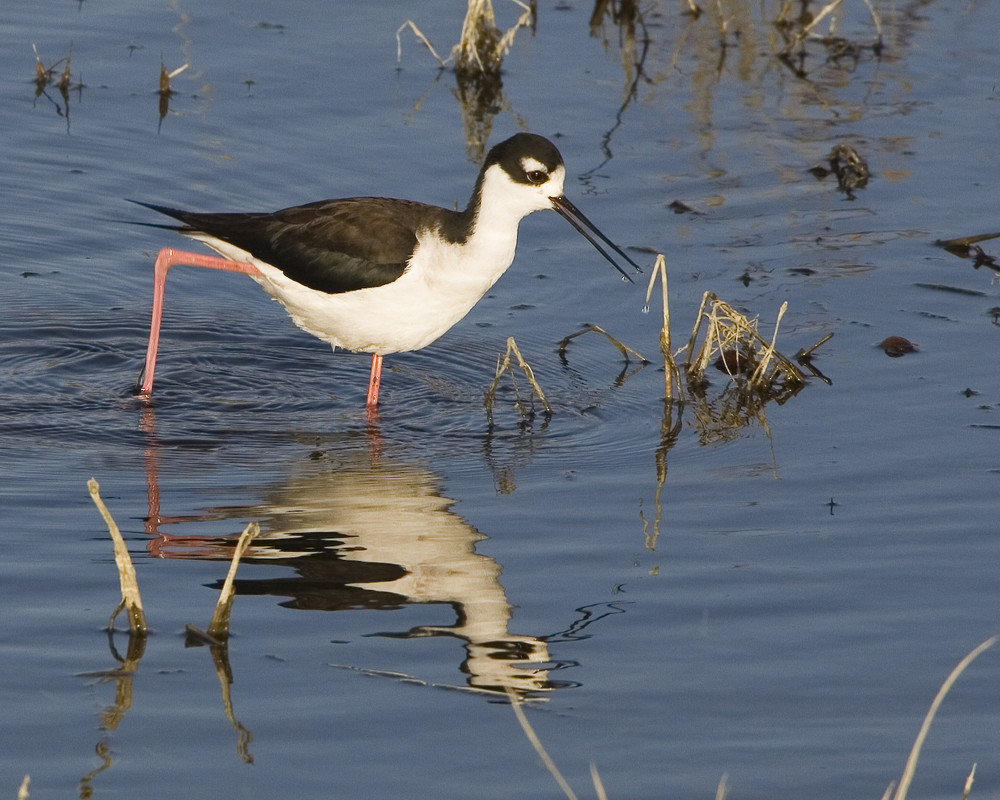 Black-necked Stilt