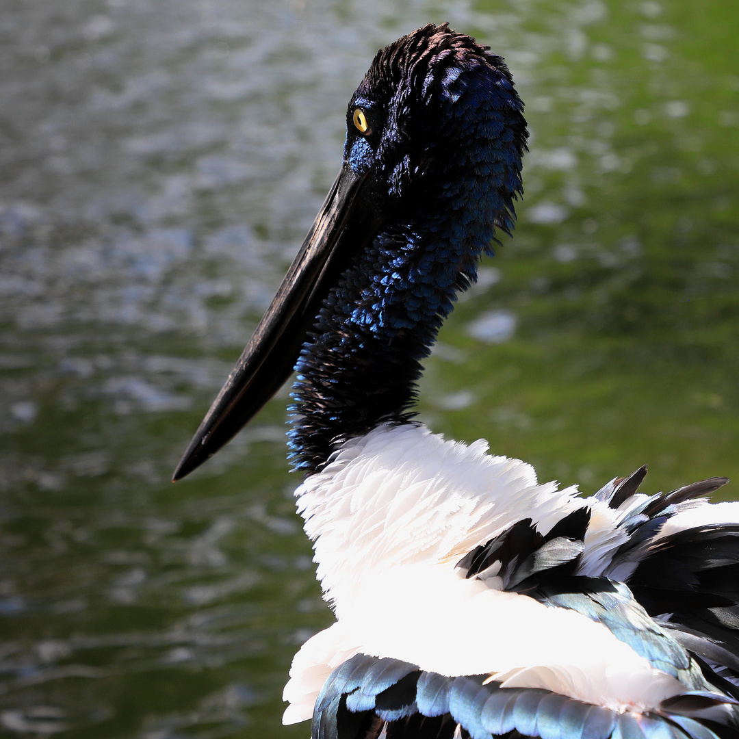 black-necked stork