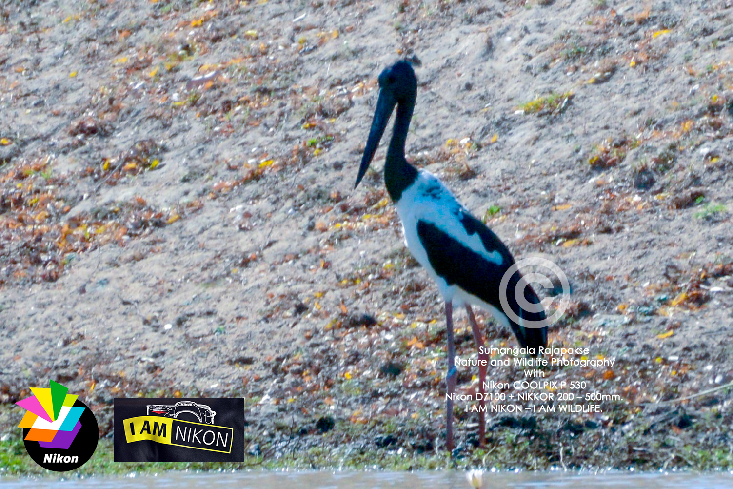 Black-necked Stork ( Ephippiorhynchus asiaticus).