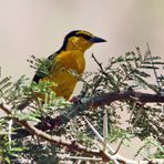 Black-necked Weaver