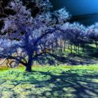 Black Oaks in Moonlight