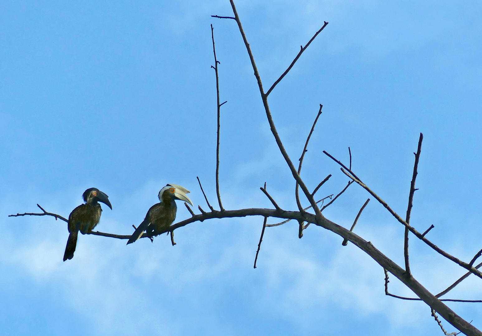 Black oder Malaysian Hornbill