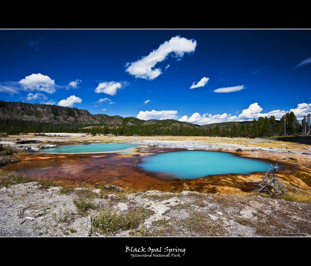 Black Opal Spring