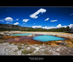 Black Opal Spring