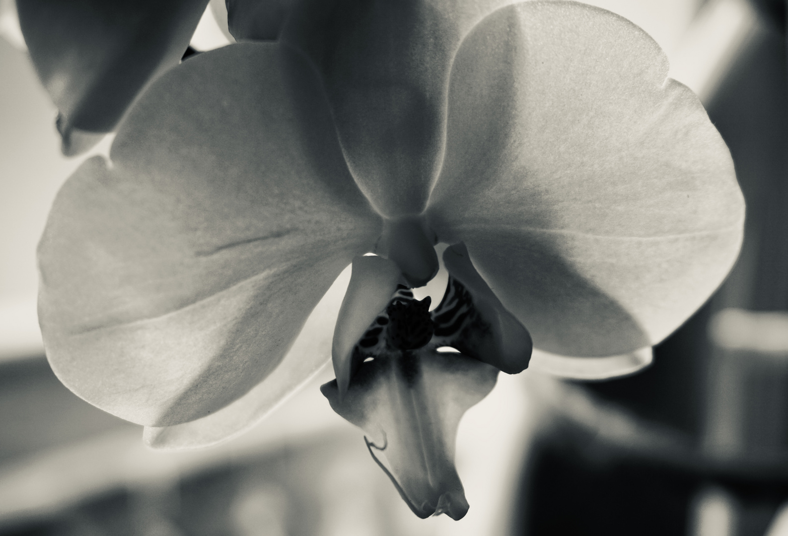 Black Orchid