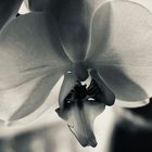 Black Orchid