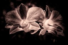 Black Orchid