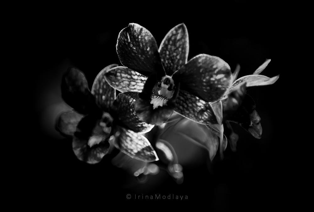 black orchid