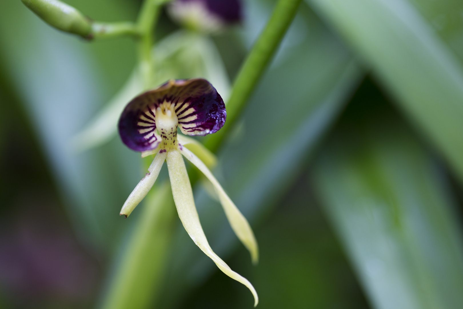 Black orchid (Encyclia cochleata) National Pflanze von Belize