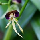 Black orchid (Encyclia cochleata) National Pflanze von Belize