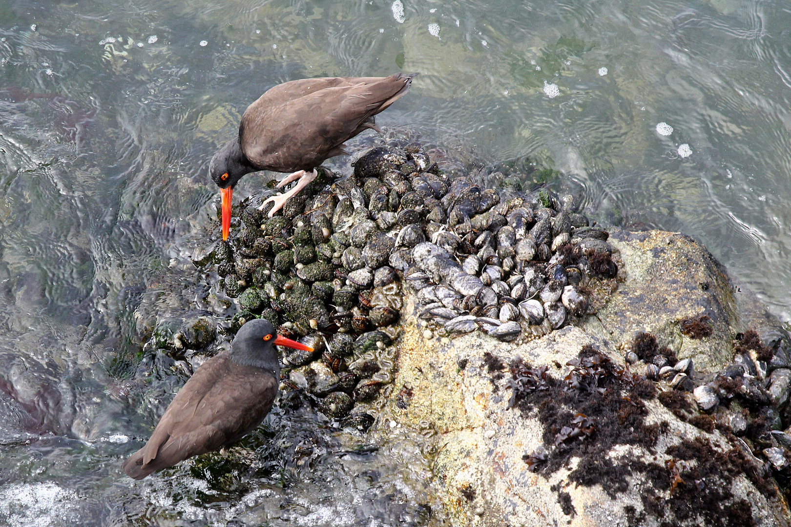 Black Oystercatcher