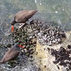 Black Oystercatcher