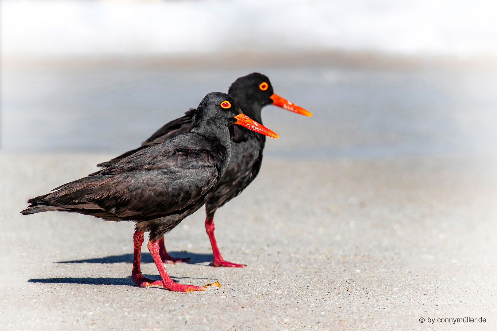 Black Oystercatcher