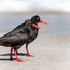 Black Oystercatcher