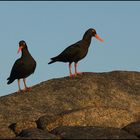 Black Oystercatcher