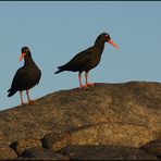 Black Oystercatcher