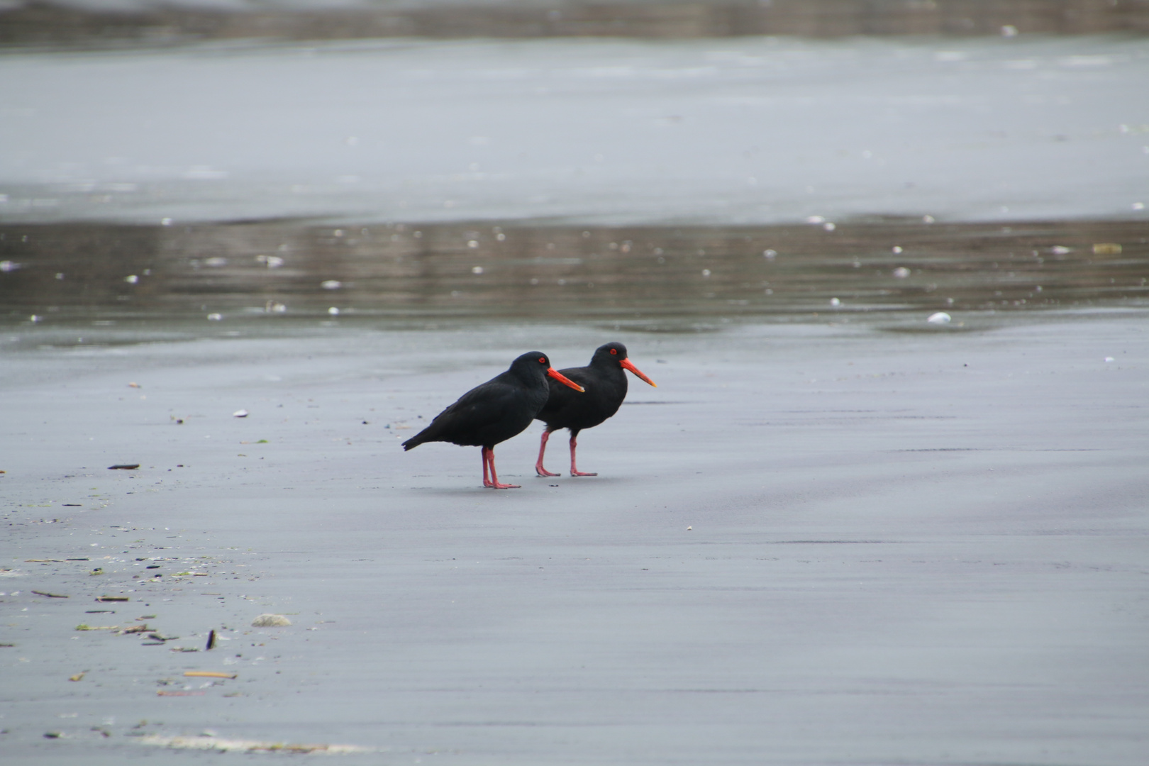 Black Oystercatcher