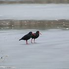 Black Oystercatcher