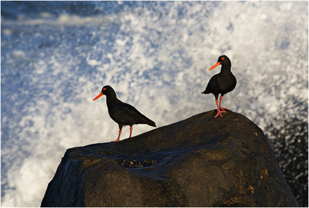 Black Oystercatcher II