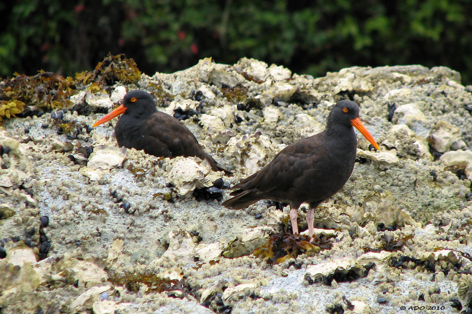 Black Oystercatchers