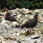 Black Oystercatchers