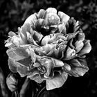 Black Paeonia