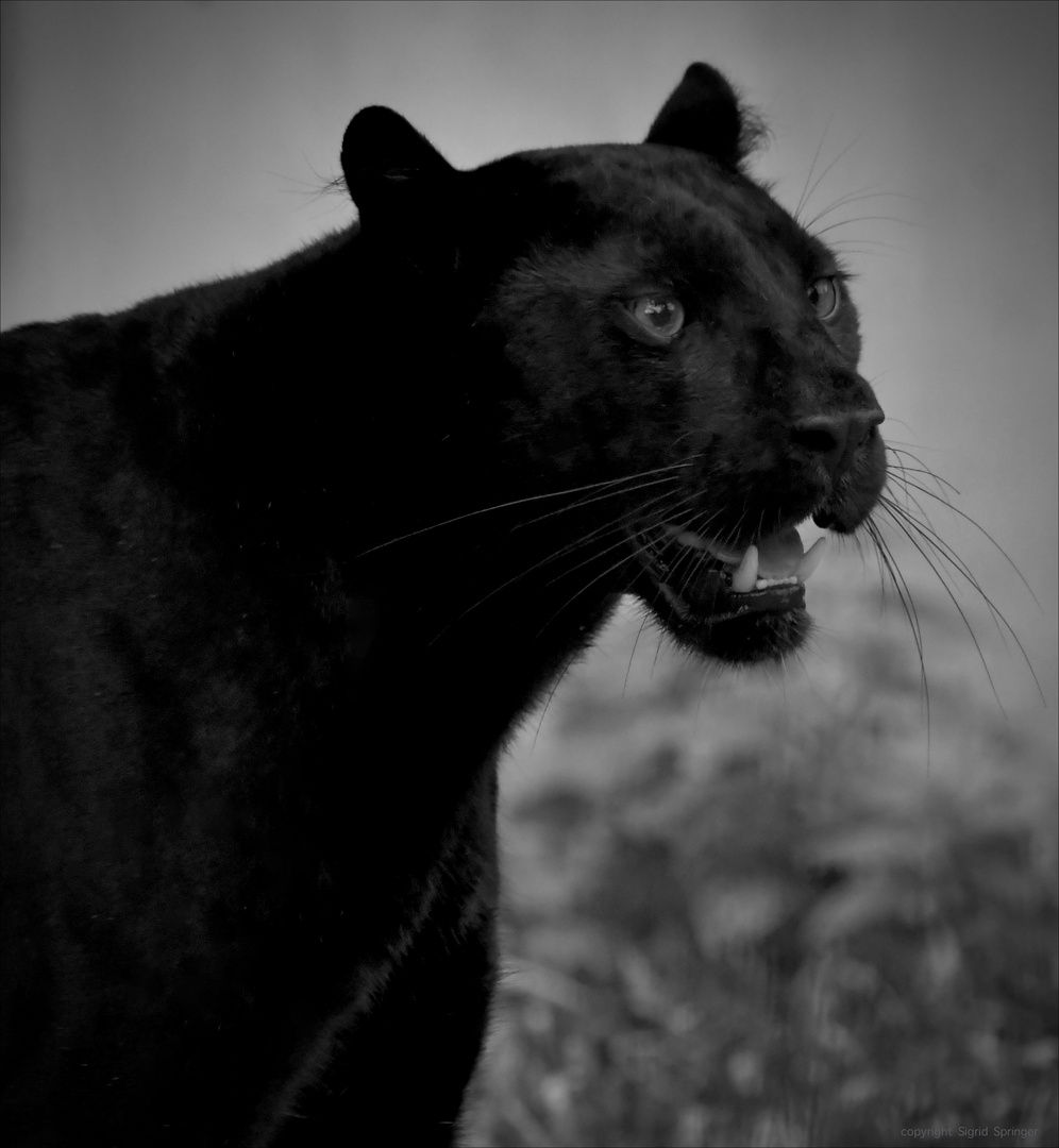 black Panther