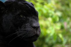 black panther