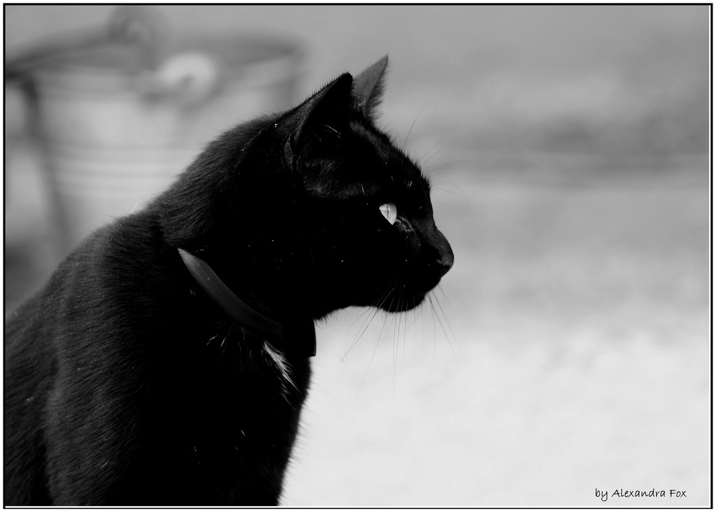 . black panther .