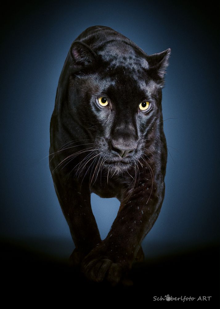 Black Panther